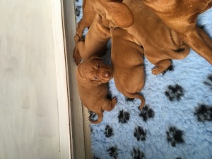 IMG 0489